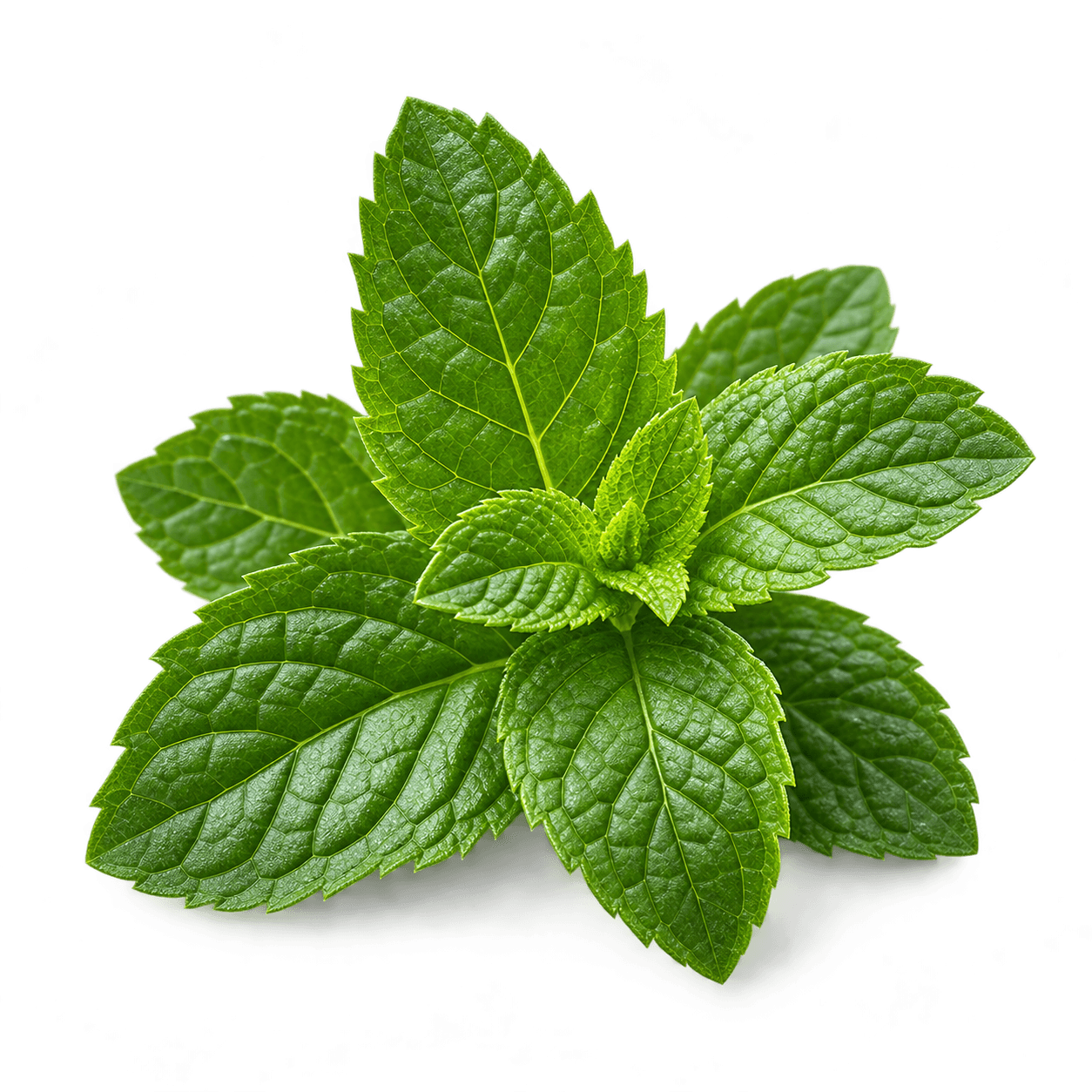 Fresh mint leaves, the plant source of menthol