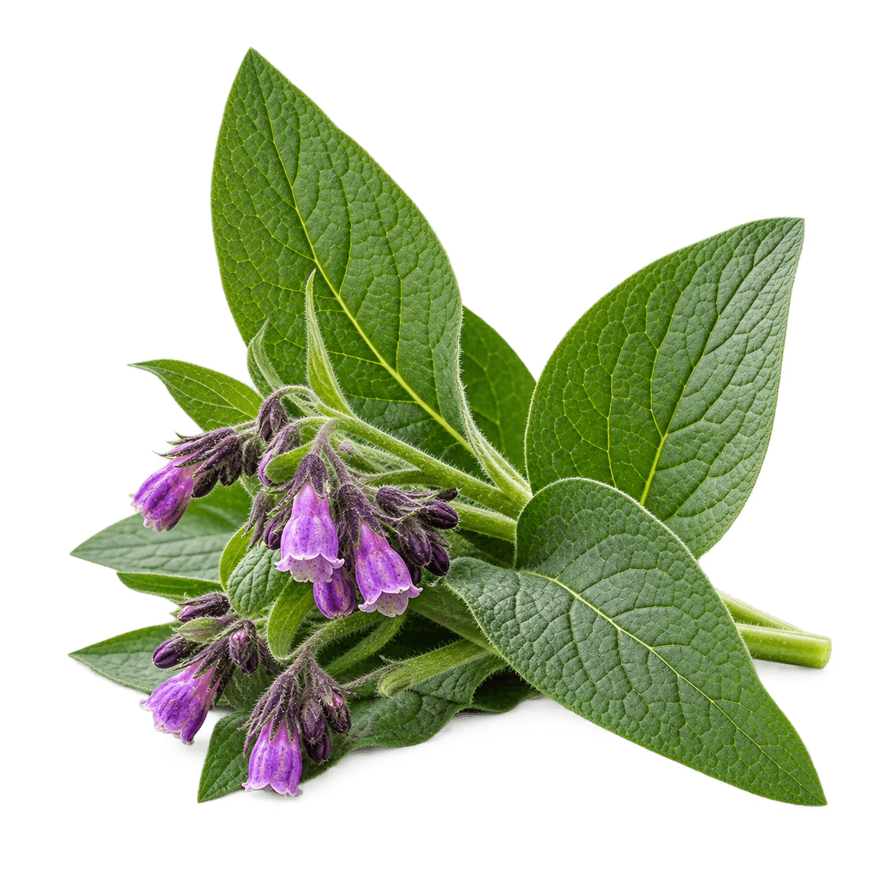 Comfrey plant with leaves and purple flowers