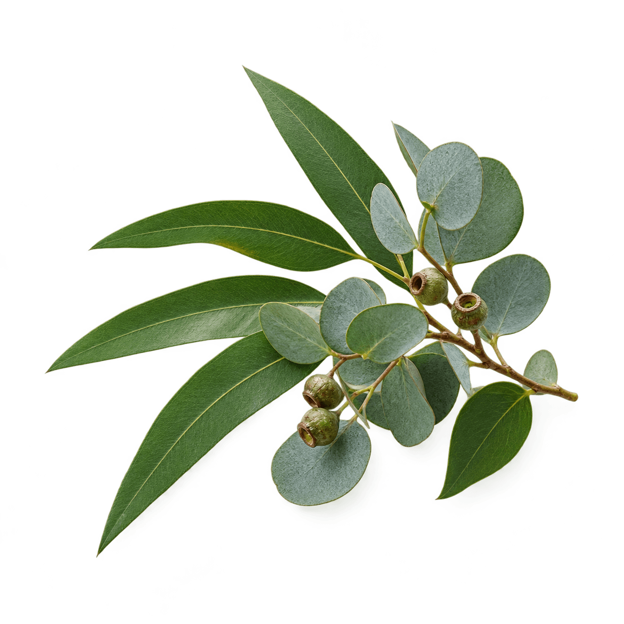 Eucalyptus leaves and seed pods on a branch