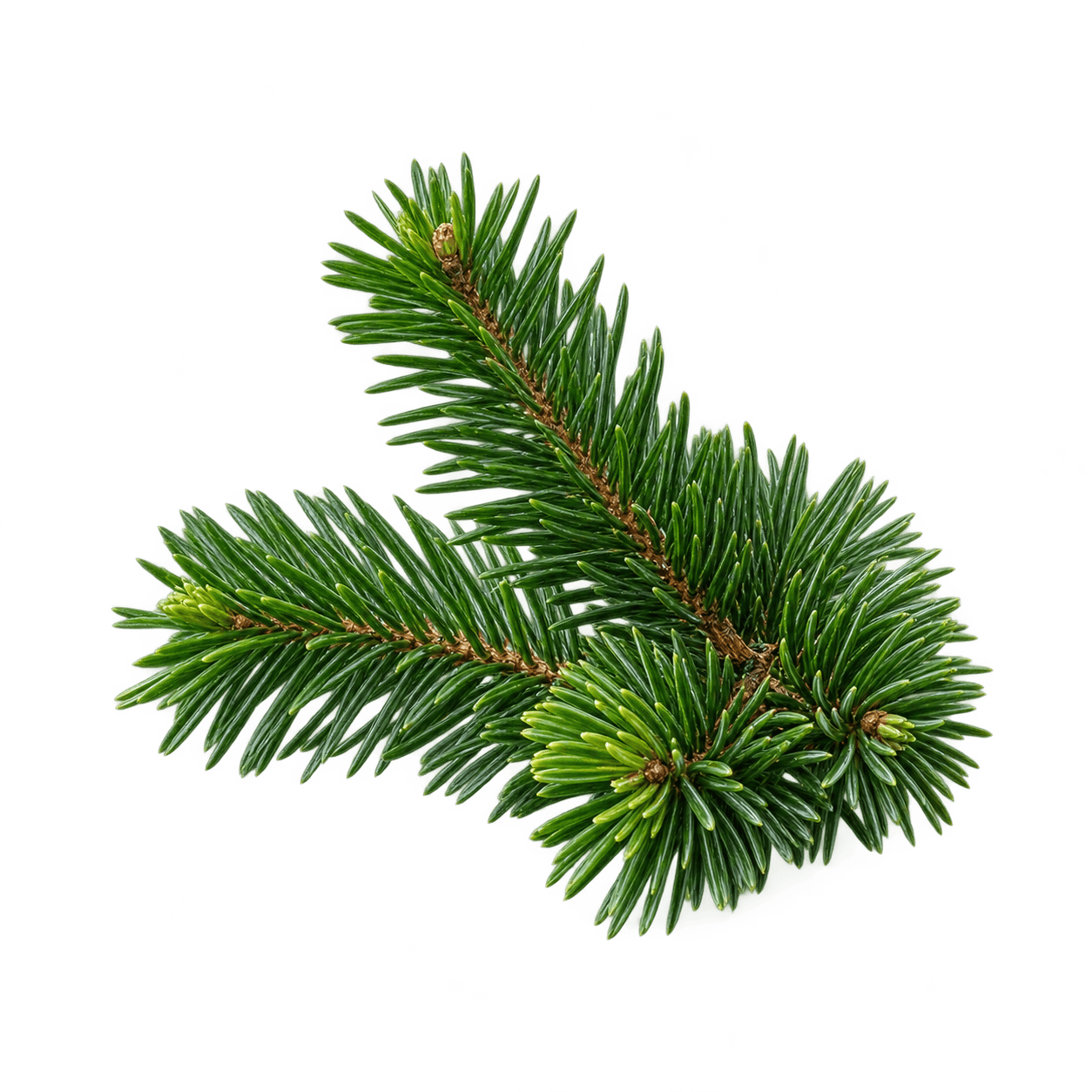 Fir branch with flat green needles