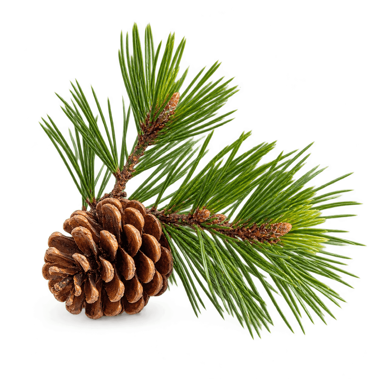 Pine branch with needles and a pine cone