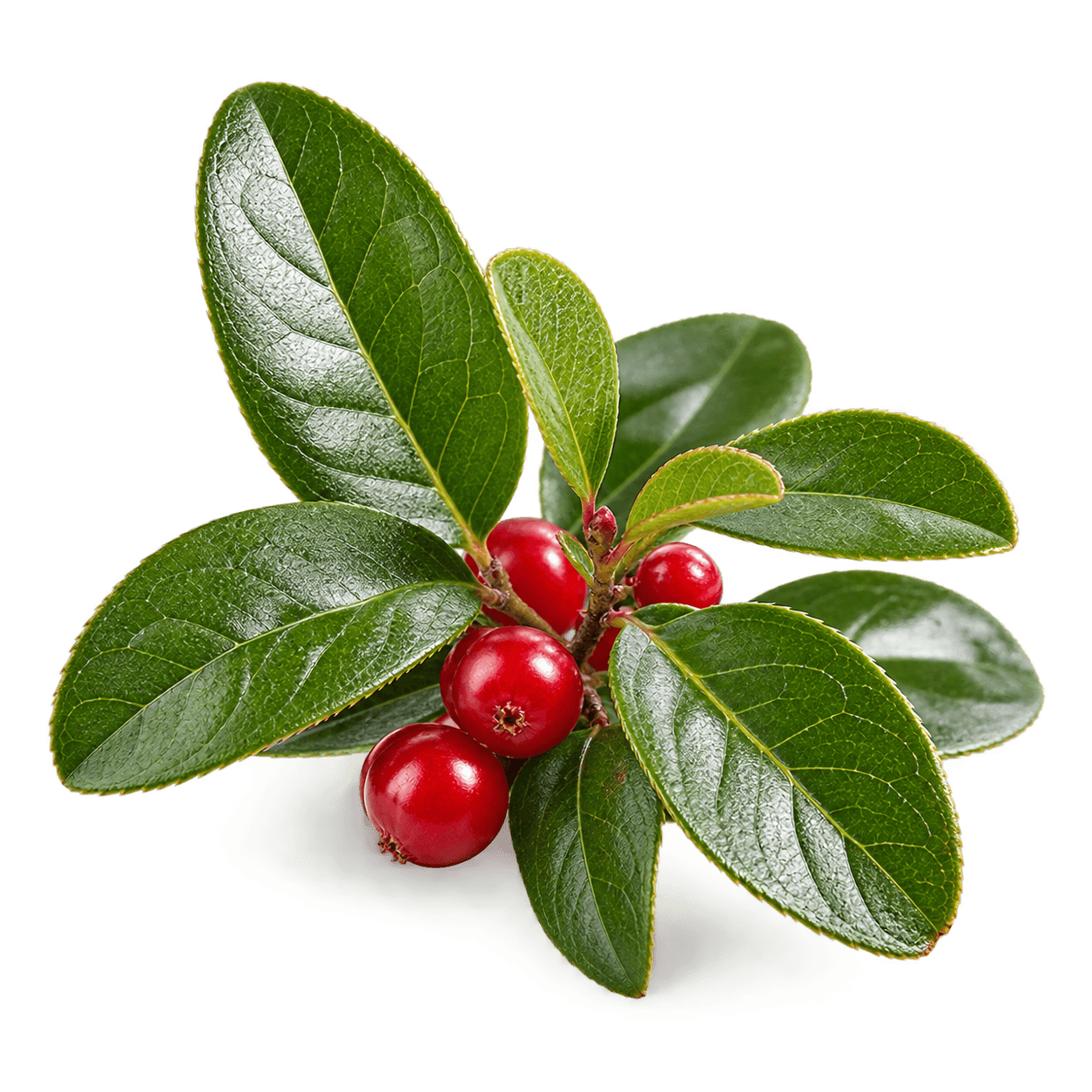 Wintergreen leaves with red berries